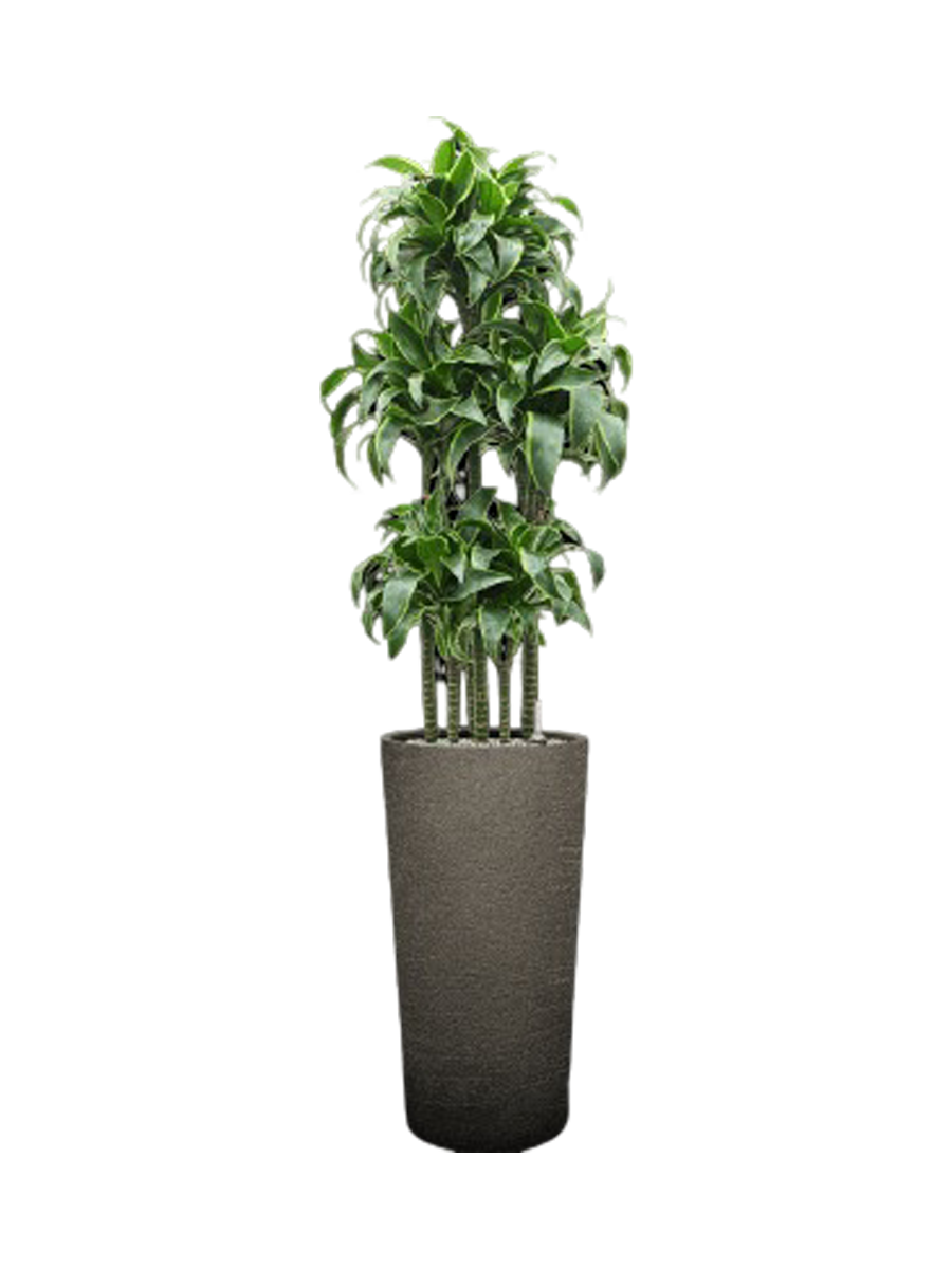 
Pflanzen Arrangement „Dracaena fragrans 'Dorado' in Terreno“, Höhe 165-175 cm - Dunkelgrau
