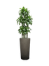 IMAGE for product variant SKU CC0064389