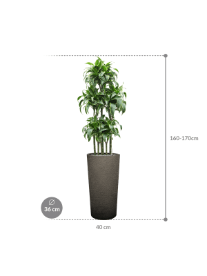 IMAGE for product variant SKU CC0064389