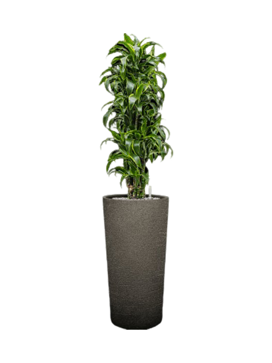 
Pflanzen Arrangement „Dracaena fragrans 'Dorado' in Terreno“, Höhe 160-170 cm - Dunkelgrau
