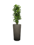 IMAGE for product variant SKU CC0064392