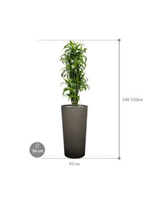 IMAGE for product variant SKU CC0064392