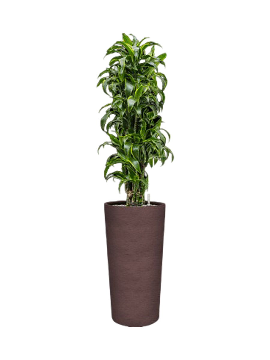 
Pflanzen Arrangement „Dracaena fragrans 'Dorado' in Terreno“, Höhe 175-180 cm - Braun