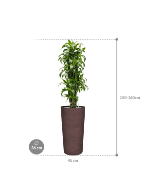 IMAGE for product variant SKU CC0064395