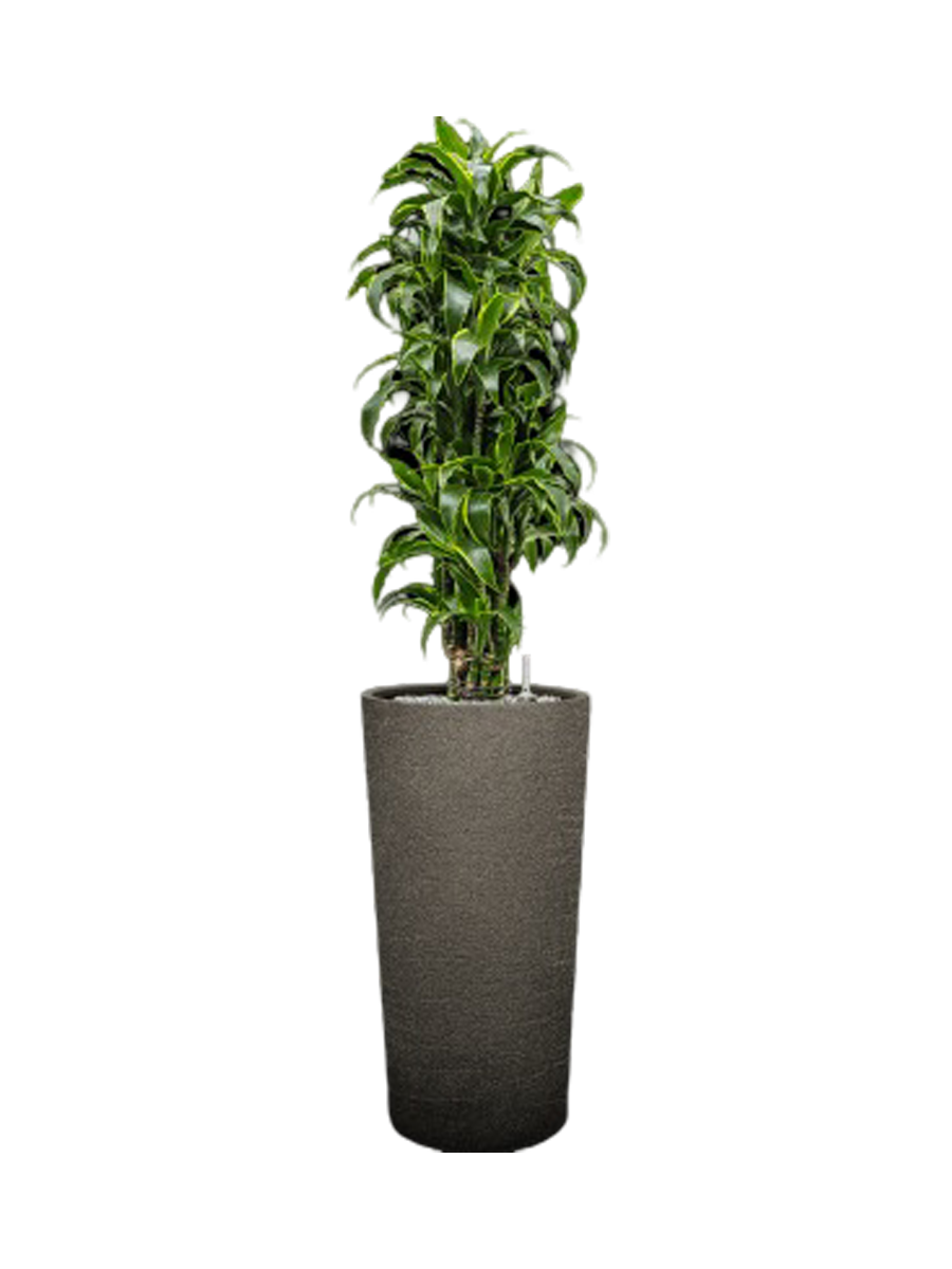 
Pflanzen Arrangement „Dracaena fragrans 'Dorado' in Terreno“, Höhe 175-180 cm - Dunkelgrau