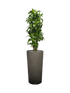 IMAGE for product variant SKU CC0064398