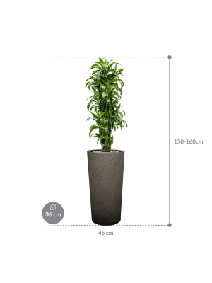 IMAGE for product variant SKU CC0064398