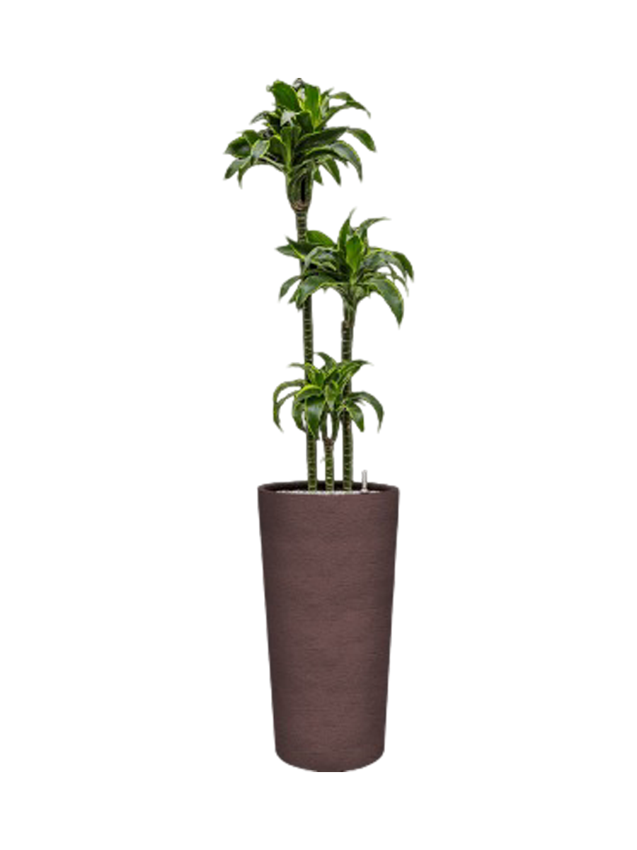
Pflanzen Arrangement „Dracaena fragrans 'Dorado' in Terreno“, Höhe 160-170 cm - Braun