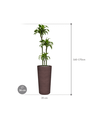 IMAGE for product variant SKU CC0064404
