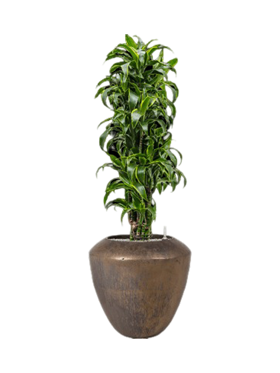 
Pflanzen Arrangement „Dracaena fragrans 'Dorado' in Plain“, Höhe 145-155 cm