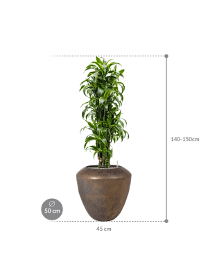 IMAGE for product variant SKU CC0064957
