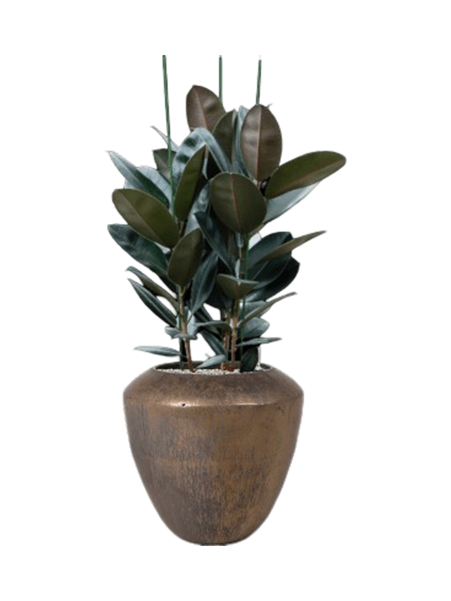 
Composition de plantes « Ficus elastica 'Abidjan' en uni », hauteur 130-140 cm