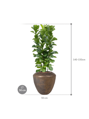 IMAGE for product variant SKU CC0065032
