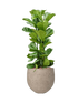 IMAGE for product variant SKU CC0065492