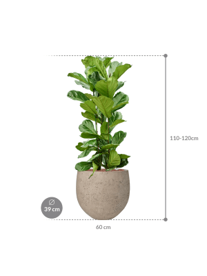 IMAGE for product variant SKU CC0065492