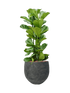 IMAGE for product variant SKU CC0065495
