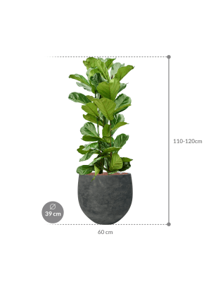 IMAGE for product variant SKU CC0065495