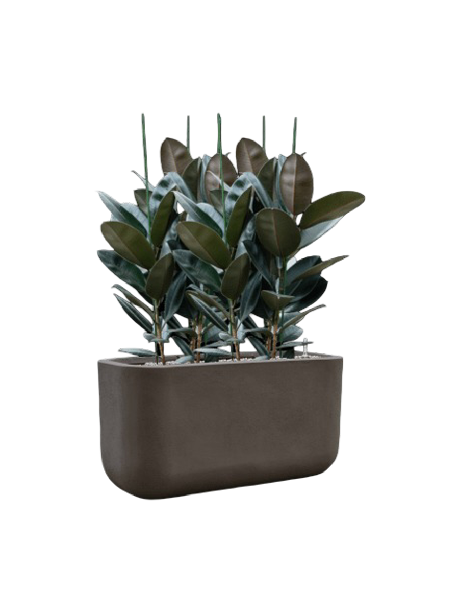 
Arrangement de plantes « Ficus elastica 'Abidjan' dans des vases Seren » - Brun foncé