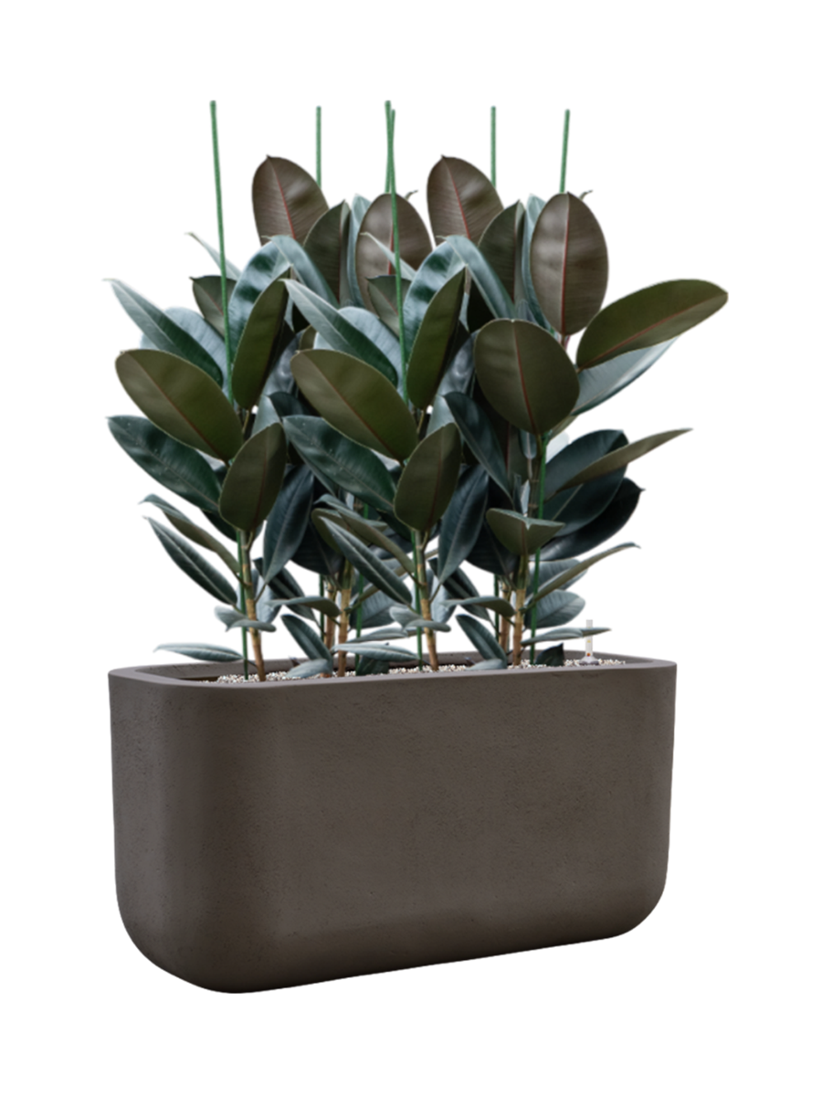 
Composition de plantes « Ficus elastica 'Abidjan' dans des Sérènes », hauteur 120 cm