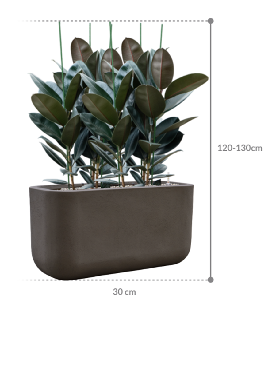 
Composition de plantes « Ficus elastica 'Abidjan' dans des Sérènes », hauteur 120 cm