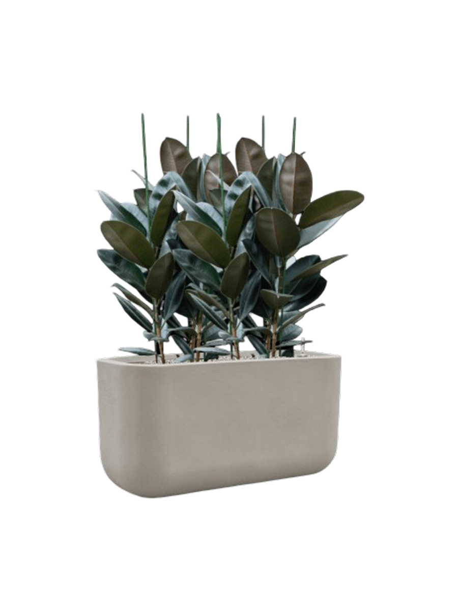 
Arrangement de plantes « Ficus elastica 'Abidjan' dans des vases Seren » - Gris clair