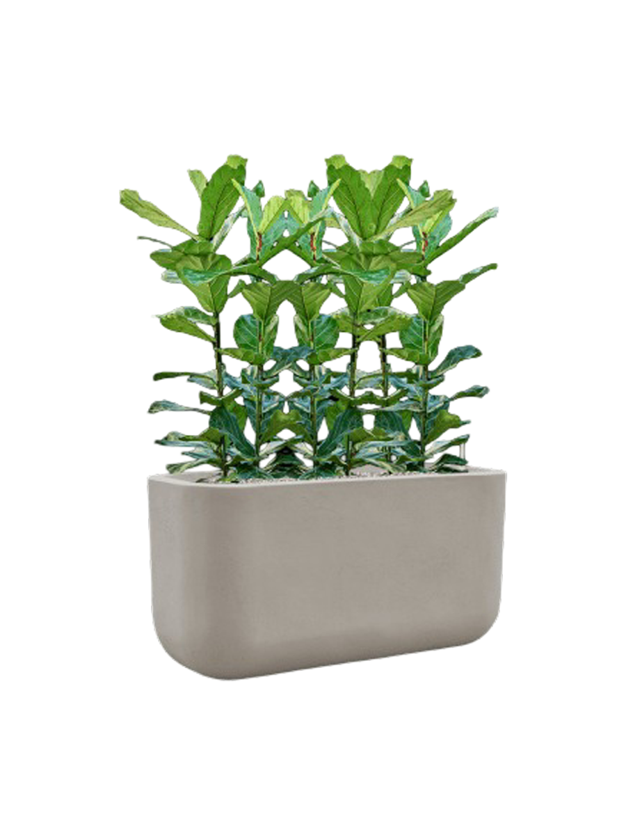 
Composition végétale « Ficus lyrata dans Sérénité » - Gris clair