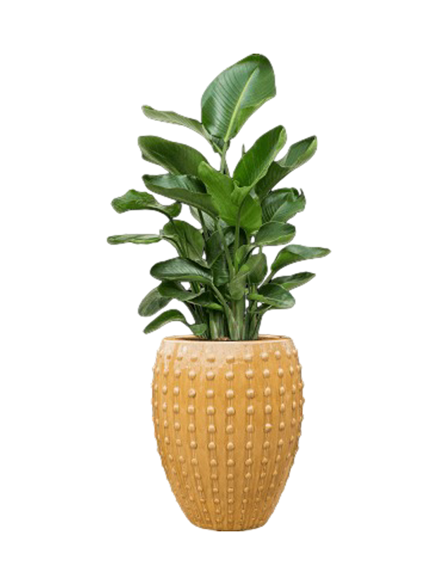 
Agencement de plantes « Strelitzia nicolai au Laos » - Jaune moutarde