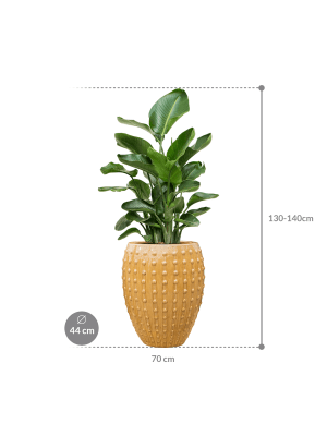 IMAGE for product variant SKU CC0066473