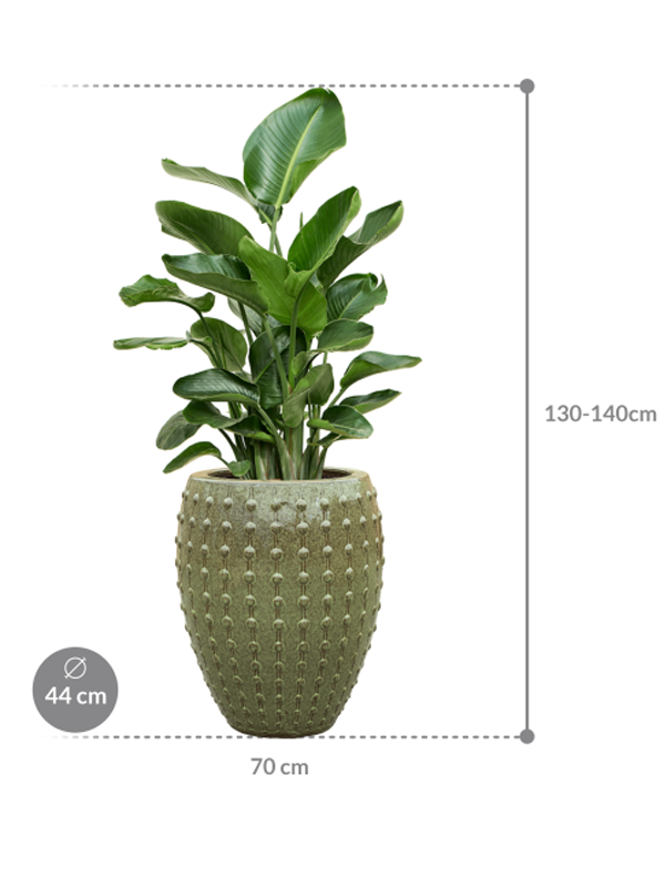 
Composition de plantes « Strelitzia nicolai in Plain »