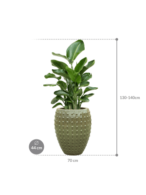 IMAGE for product variant SKU CC0066476