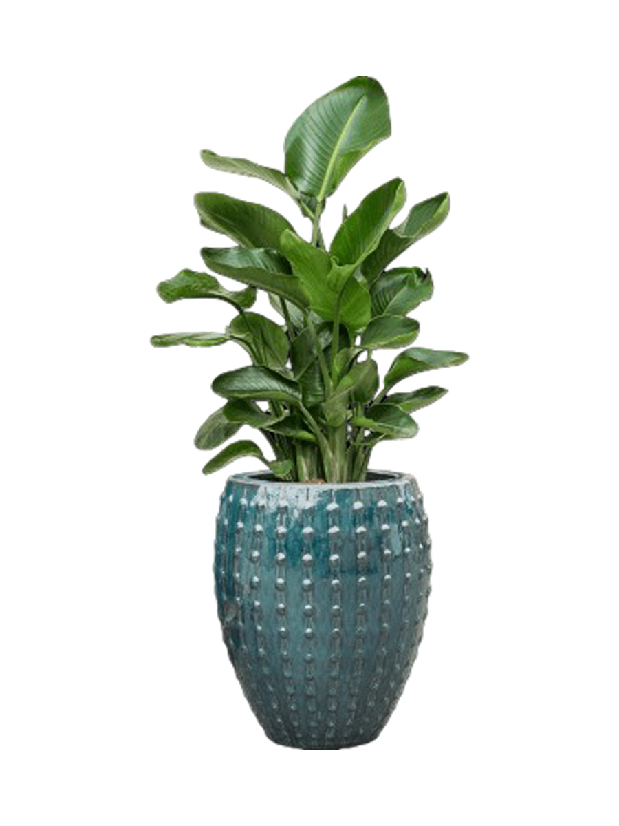 
Agencement de plantes « Strelitzia nicolai au Laos » - Bleu