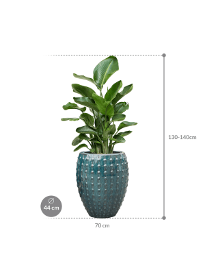 IMAGE for product variant SKU CC0066479