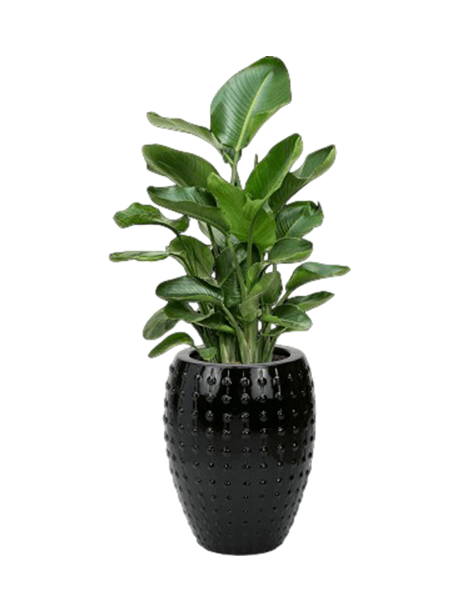 
Agencement de plantes « Strelitzia nicolai au Laos » - Noir