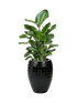 IMAGE for product variant SKU CC0066485