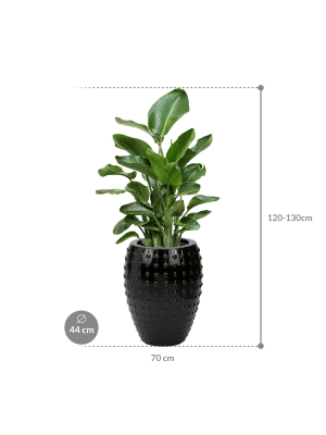 IMAGE for product variant SKU CC0066485