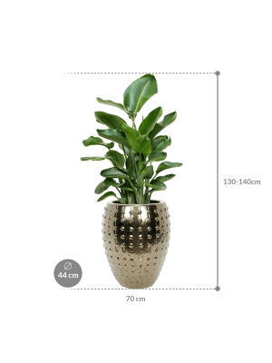 IMAGE for product variant SKU CC0066488