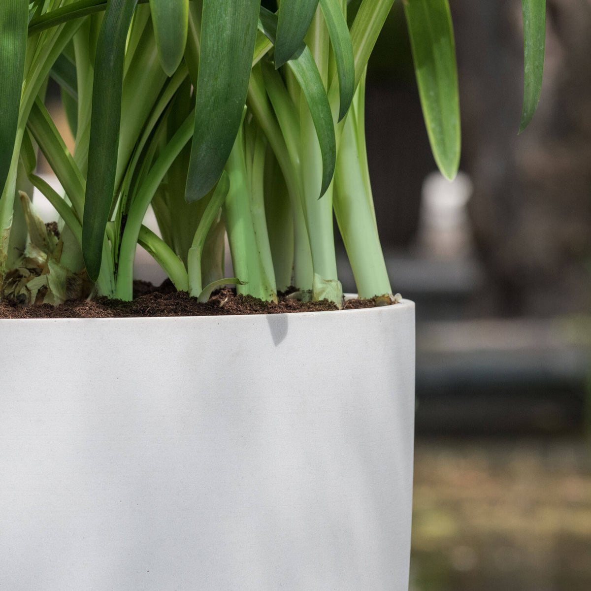 
Vaso per fiori di alta qualità per interni/esterni „Refined Ben“ - Beige / Ø 52 x Altezza 72 cm