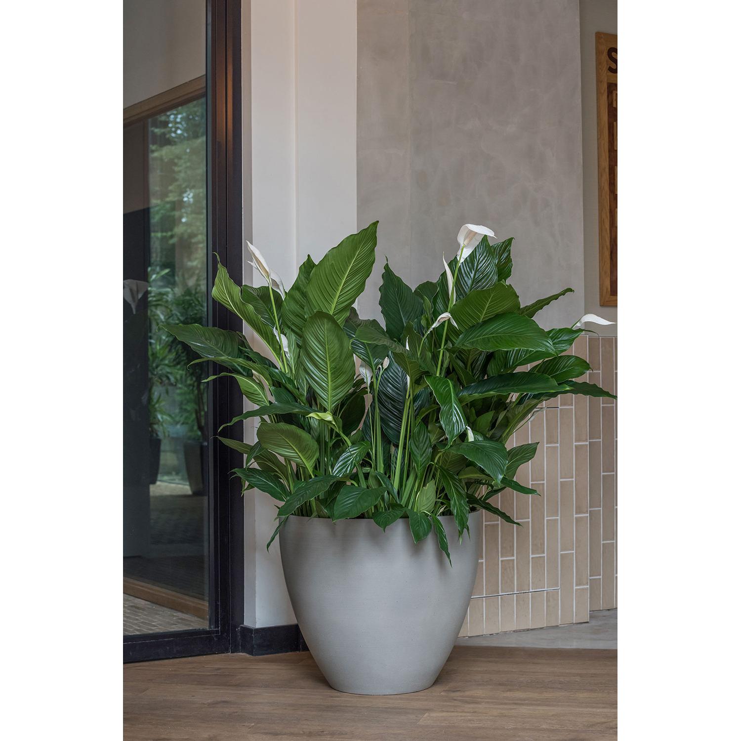 
High-Quality Indoor/Outdoor Planter "Refined Jesslyn" - Grey / Ø 60 x Height 52 cm
