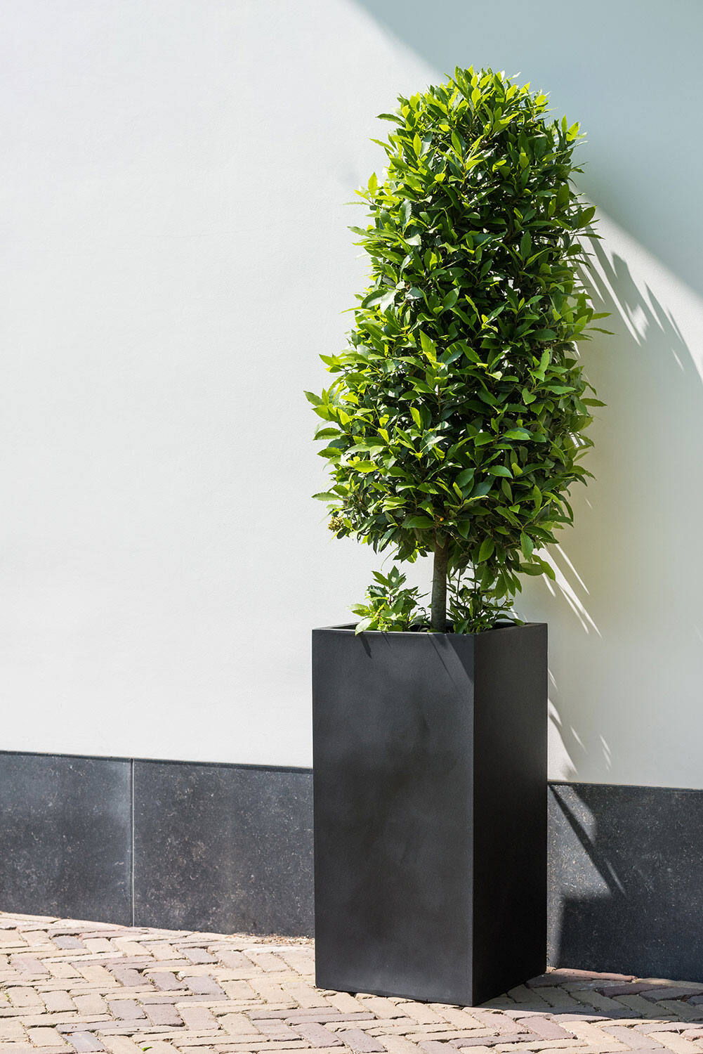 
Vaso per fiori di alta qualità per interni/esterni „Natural Bouvy“ - 50 x 50 x Altezza 100 cm / Nero