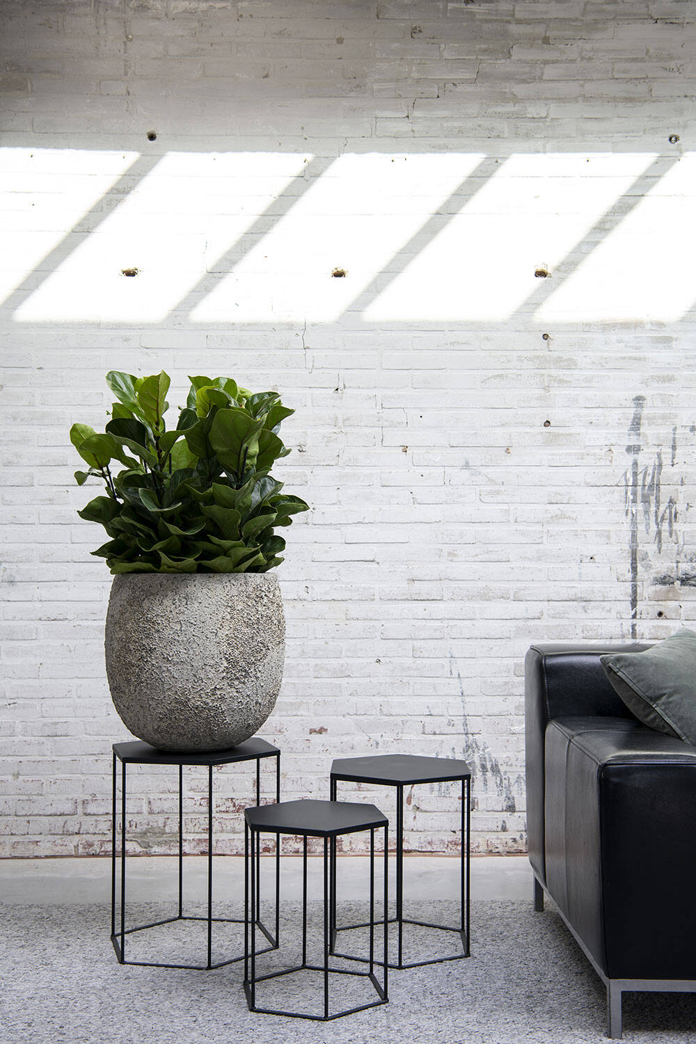 
Plante artificielle réaliste "Ficus Lyrata Tree", différentes tailles - Hauteur 100 cm