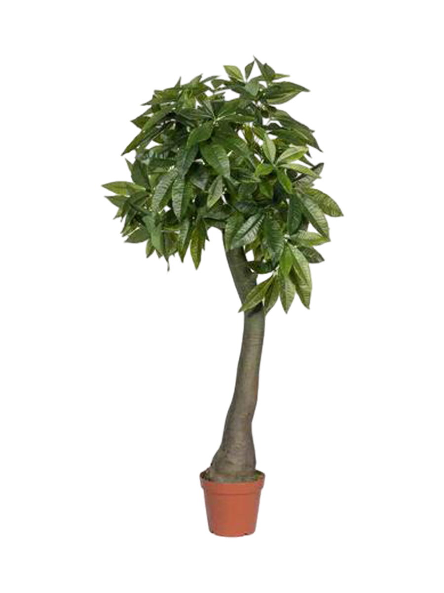 
Plante artificielle réaliste « Pachira » Ø 50 x 170 cm