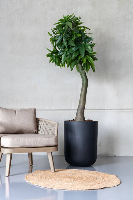
Plante artificielle réaliste « Pachira » Ø 50 x 170 cm