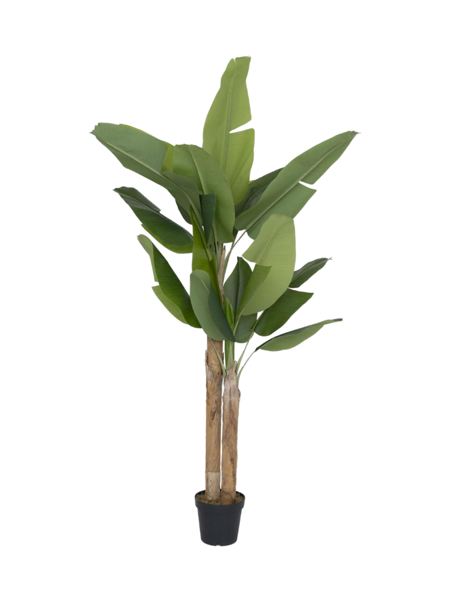 
Plante artificielle réaliste « Banana Tree », différentes tailles - Hauteur 220 cm
