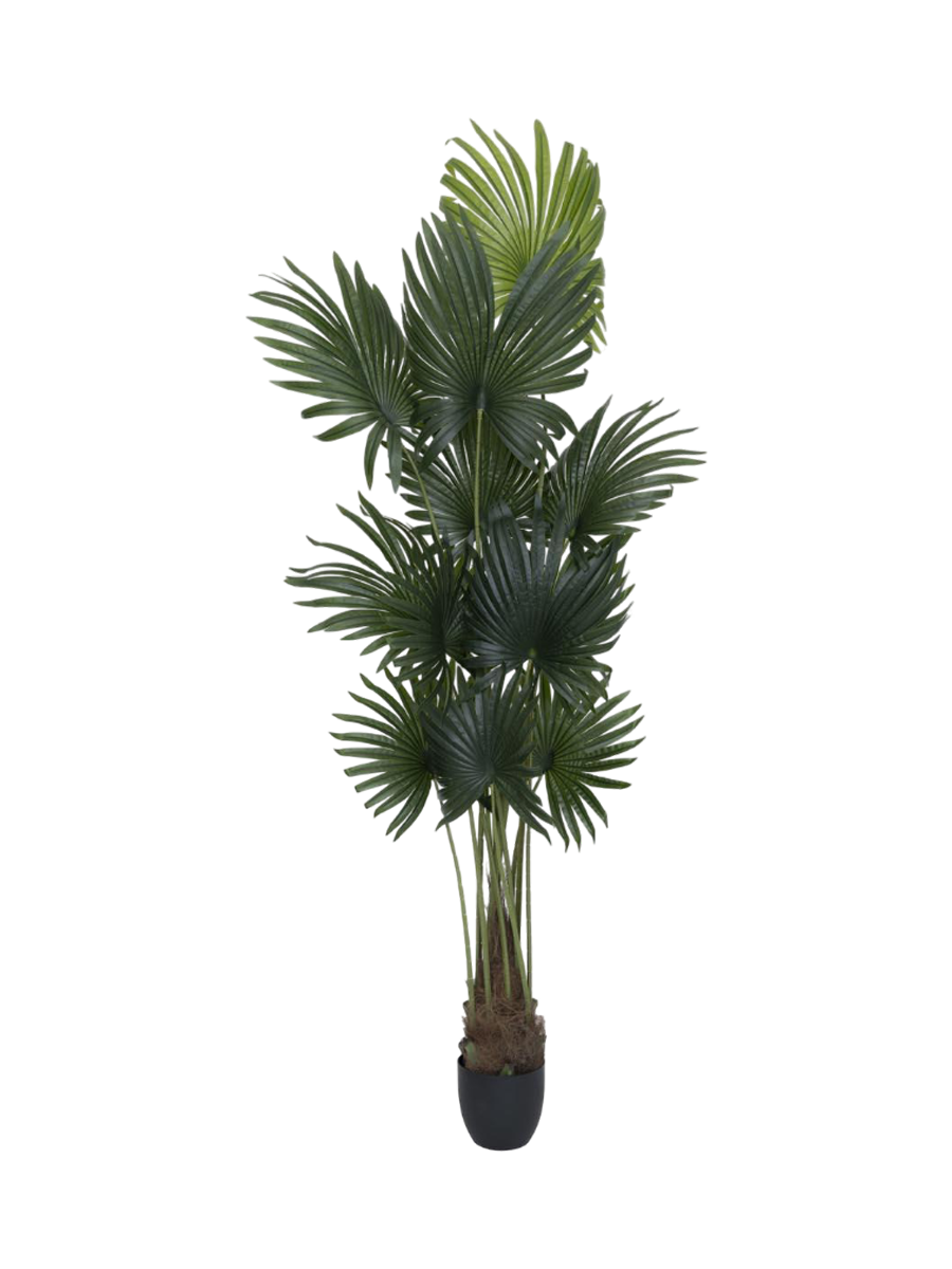 
Plante artificielle réaliste "Palm Tree Tuft", différentes tailles - Hauteur 200 cm