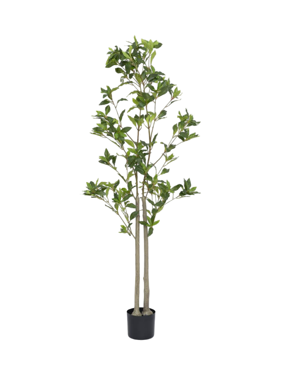 
Plante artificielle "Pieris" plus vraie que nature, différentes tailles - Hauteur 145 cm