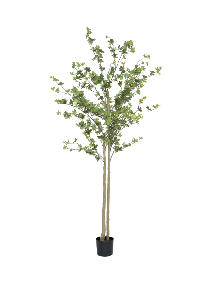 
Plante artificielle "Enkianthus perulatus XL" réaliste, hauteur 240 cm