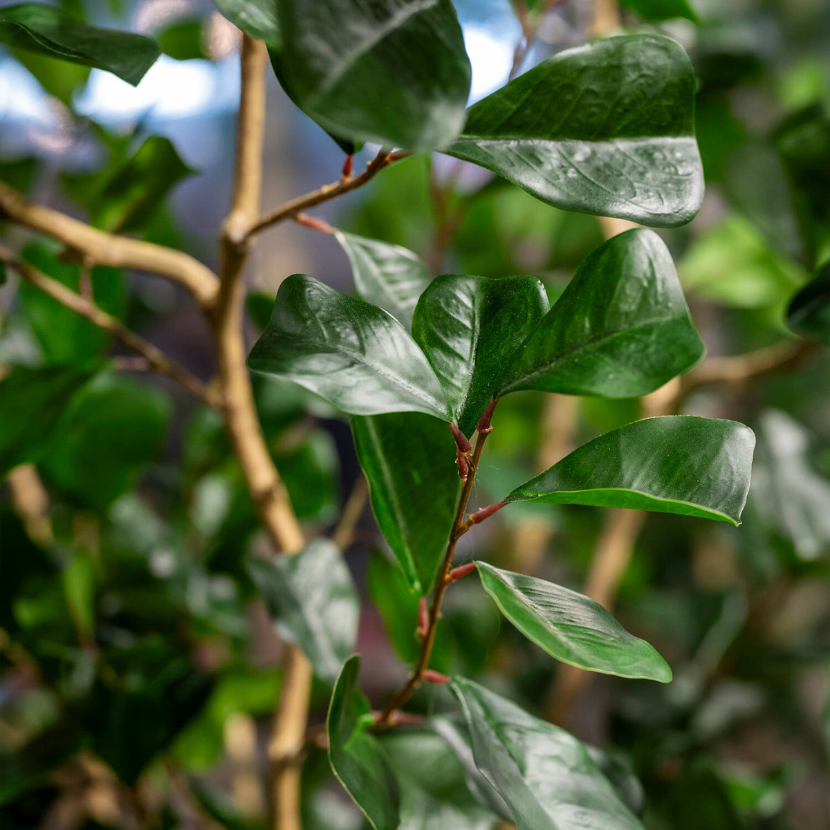 
Plante artificielle réaliste "Ficus Triangularis Tree" Ø 45 x 180 cm
