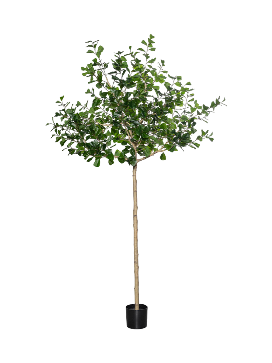 
Plante artificielle réaliste "Ficus Triangularis Tree XL" Ø 80 x 240 cm