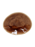IMAGE for product variant SKU GOP162-TER