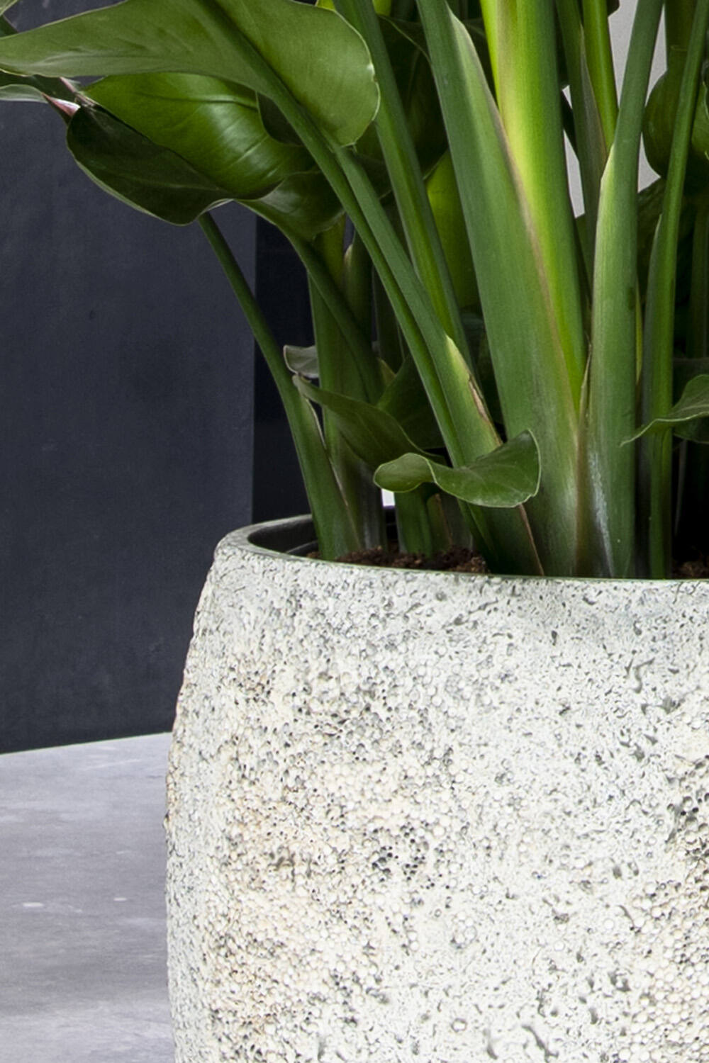 
Premium Indoor/Outdoor Planter "Oyster Belon" - Imperial White